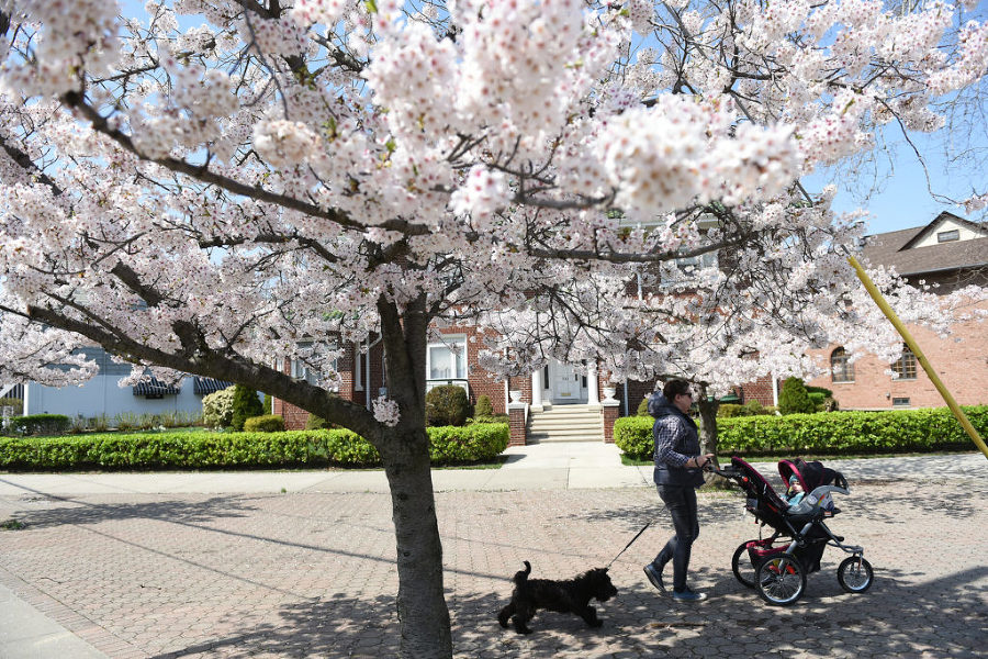 Trees are blooming outside at 37th Street on Avenue A in Bayonne on Tuesday, April 21, 2015. Reena Rose Sibayan | The Jersey Journal