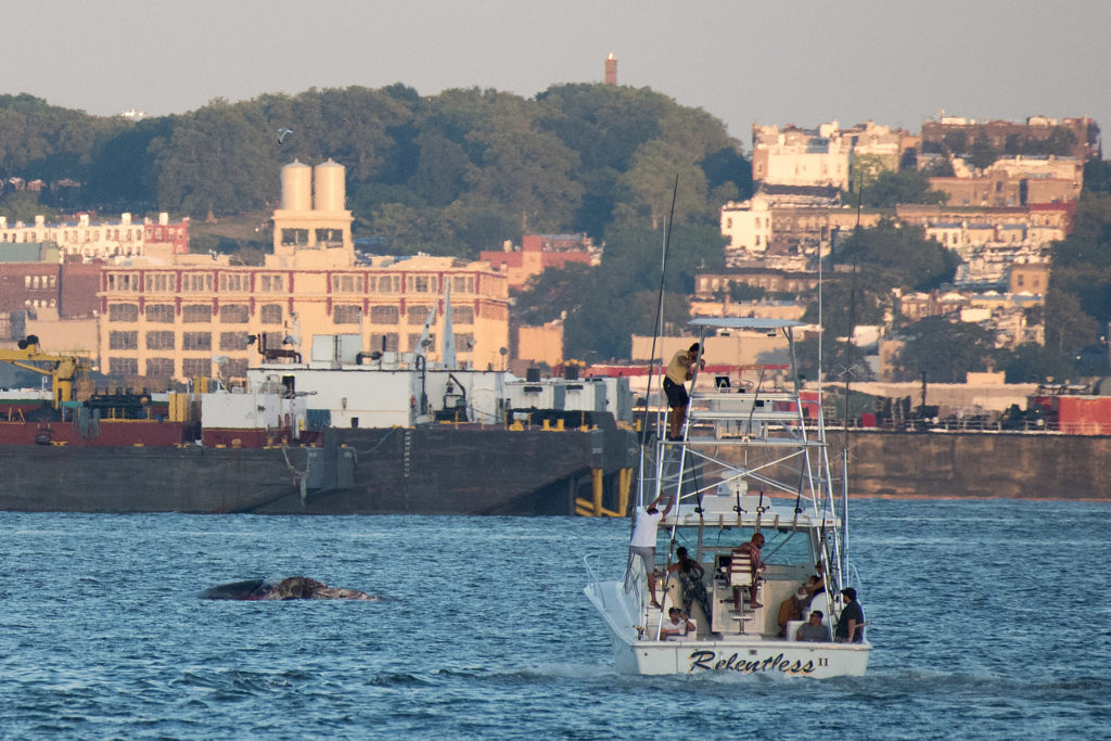 A dead humpback whale can be seen floating in the Hudson River off Caven Point in Jersey City on Wednesday, July 27, 2016. Reena Rose Sibayan | The Jersey Journal